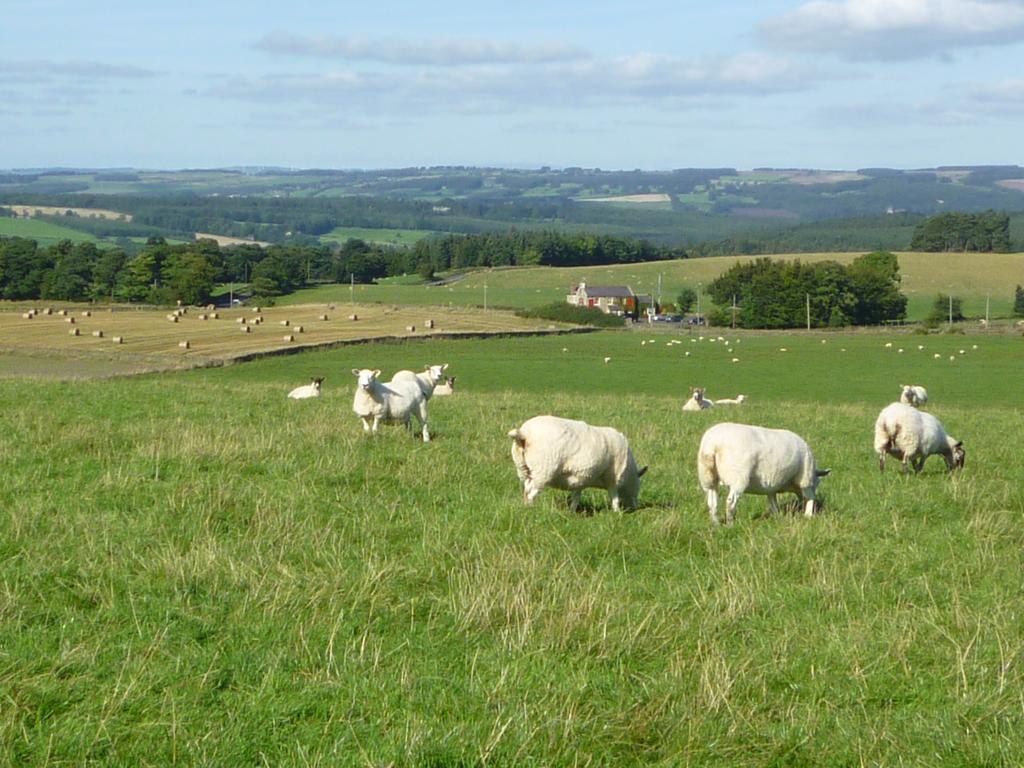 Bed and Breakfast Rye Hill Farm Hexham Zewnętrze zdjęcie